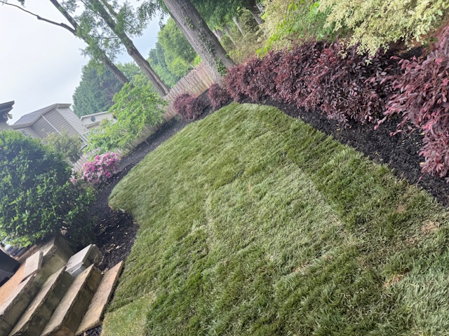 Sod Installation project by Andrew's Landscaping in the Charlotte NC area